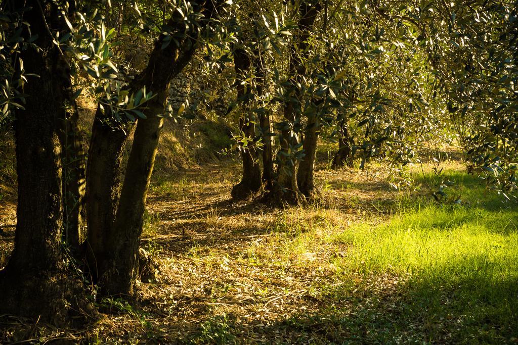 Podere Poggio Mendico Arezzo Eksteriør billede